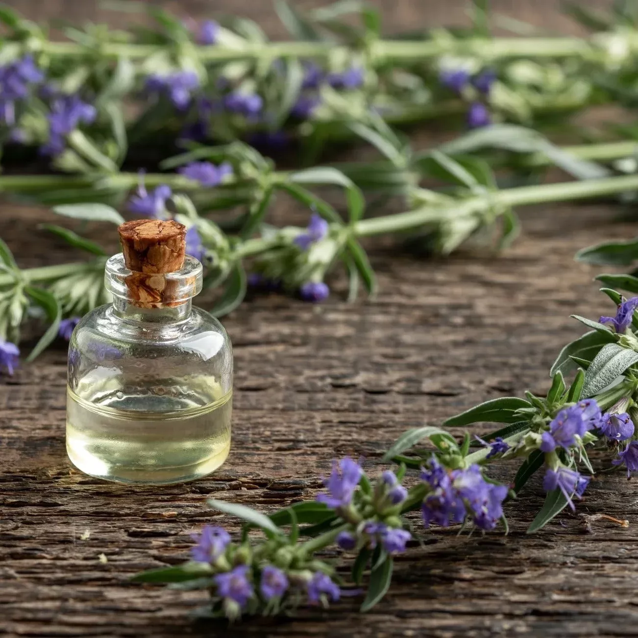 hyssop-seeds Hyssop seeds
