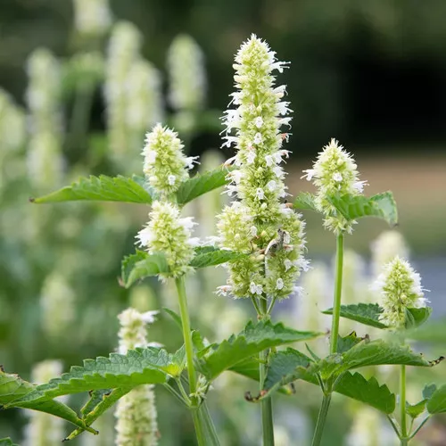 hyssop-white Hyssop (White)