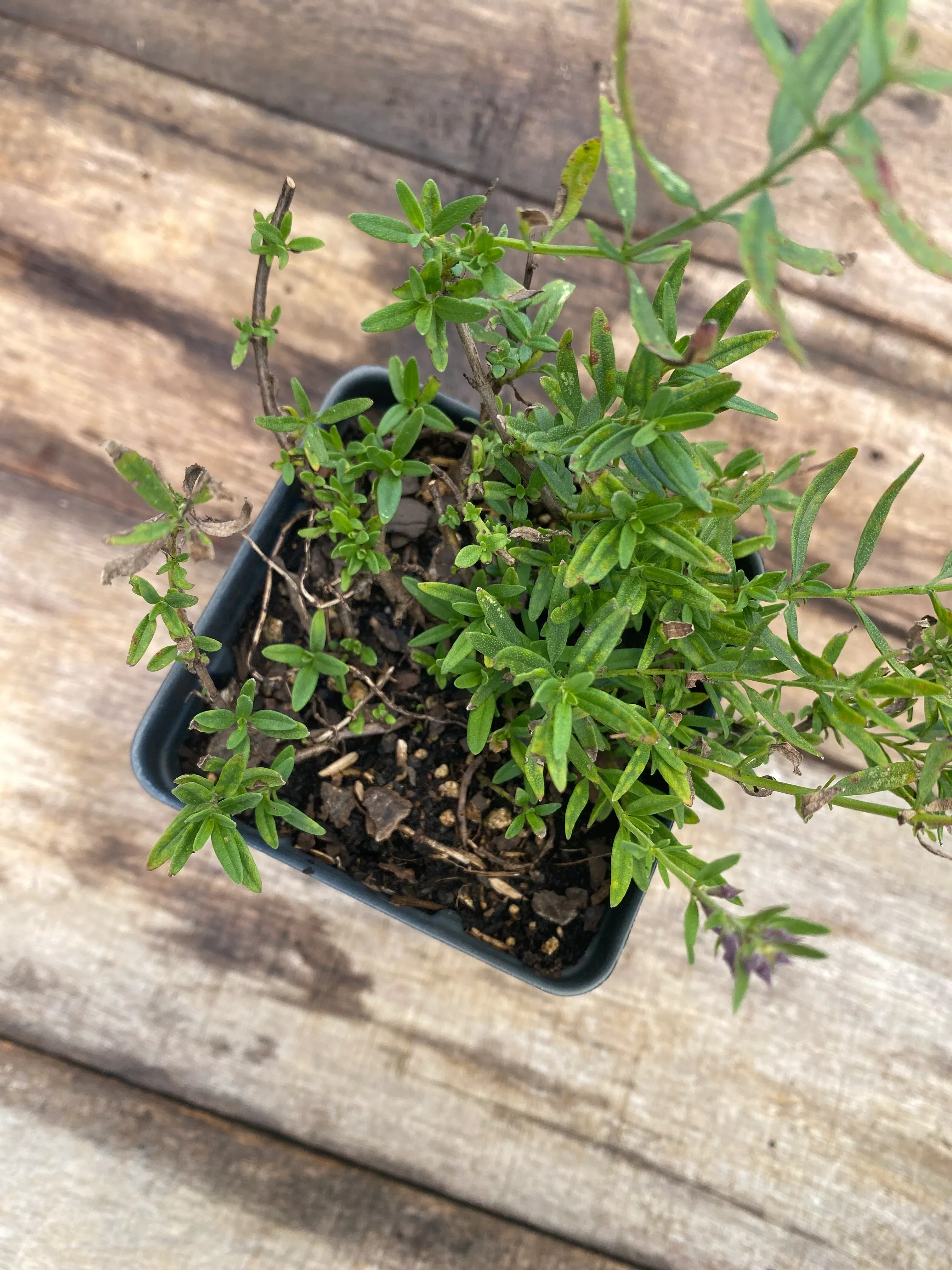hyssop Hyssop