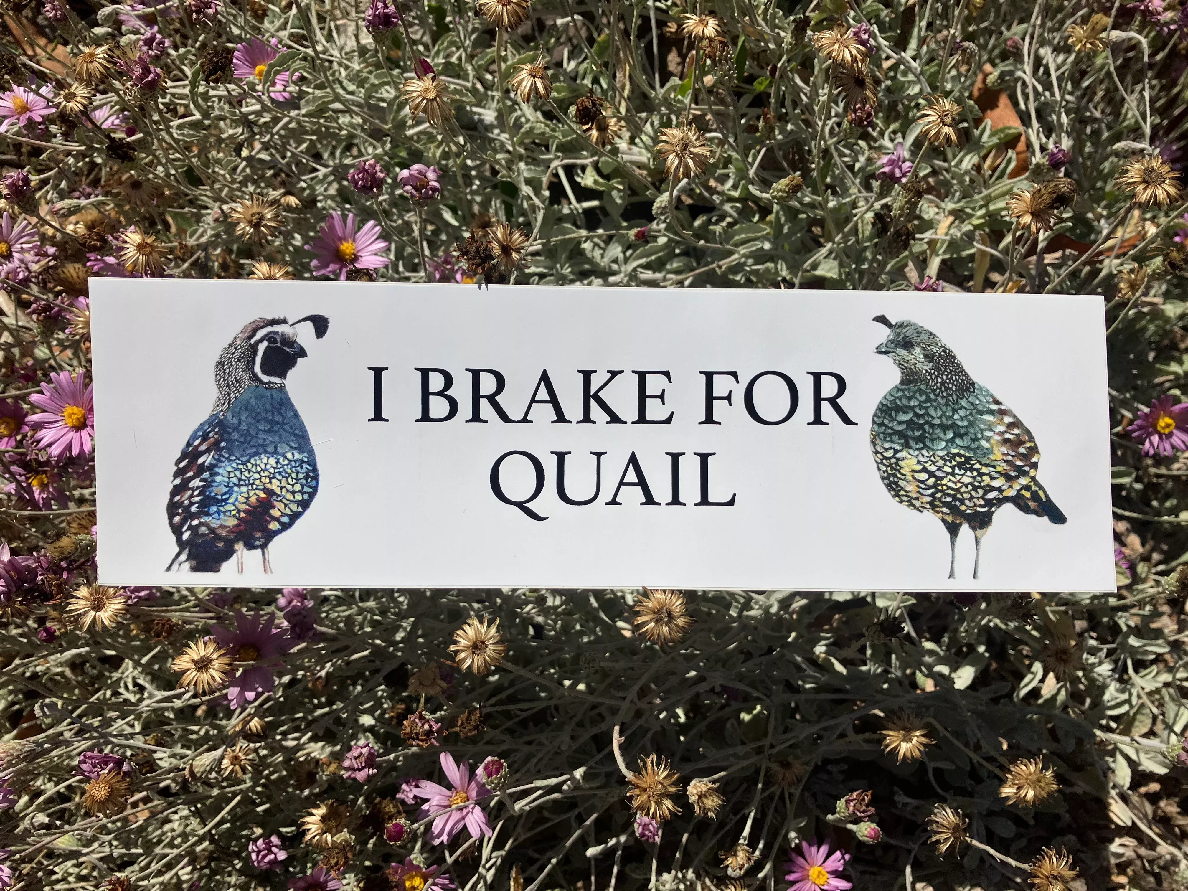 i-brake-quail-bumper-sticker "I Brake For Quail" Bumper Sticker