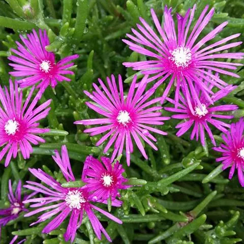 Ice Plant - 3.5 inch Pots (Minimum Quantity: 25 Plants)