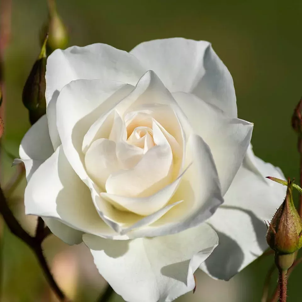 iceberg-potted-climbing-rose Iceberg Potted Climbing Rose