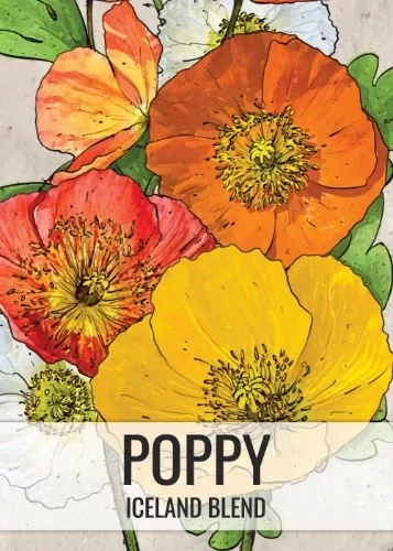 iceland-poppy-seeds-planting-papaver-nudicale Iceland Poppy Seeds For Planting (Papaver nudicale)