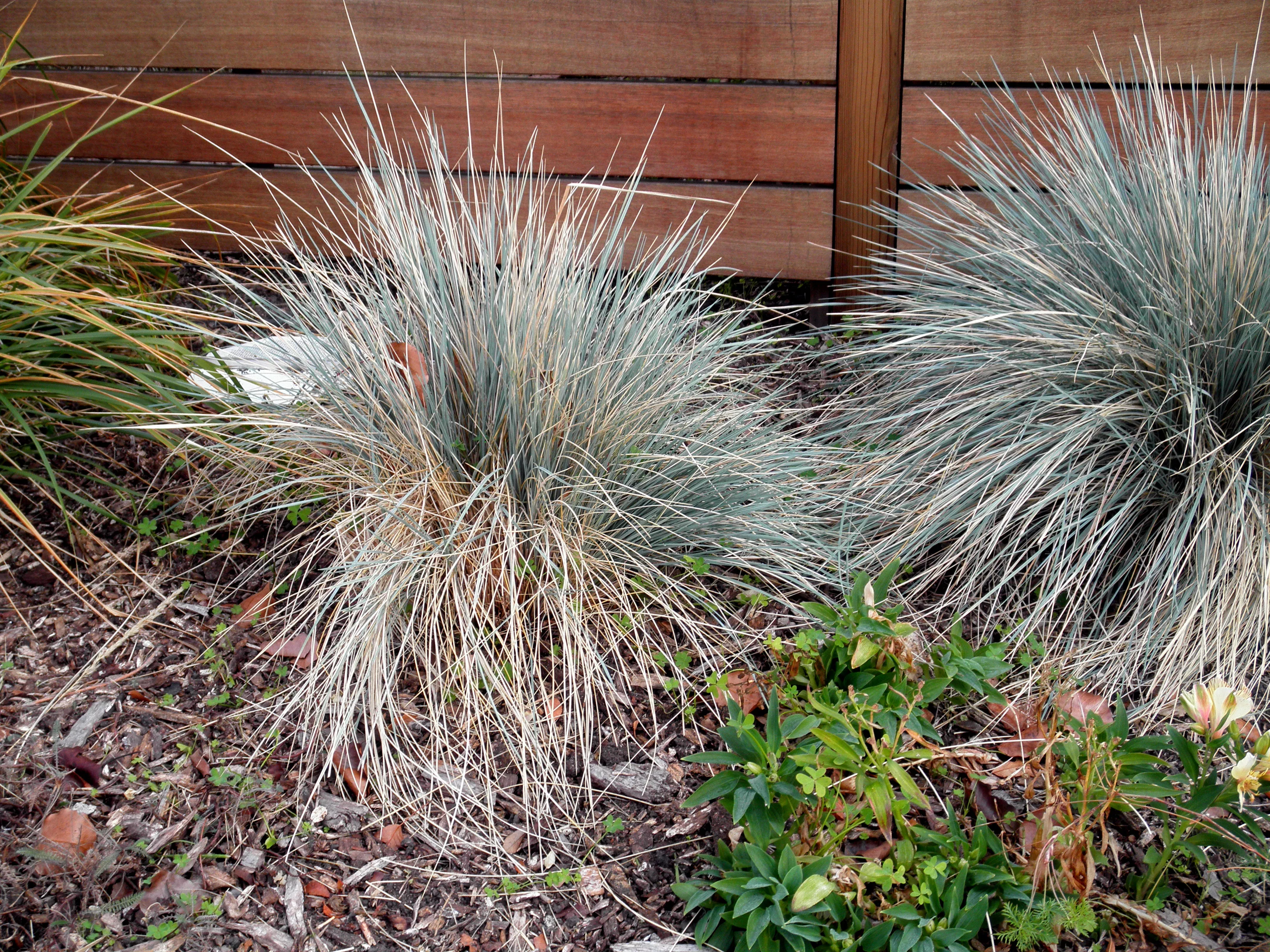 Idaho Fescue 'Siskiyou Blue'