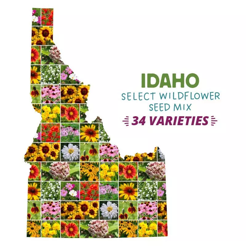 idaho-select-wildflower-seed-mix Idaho Select Wildflower Seed Mix