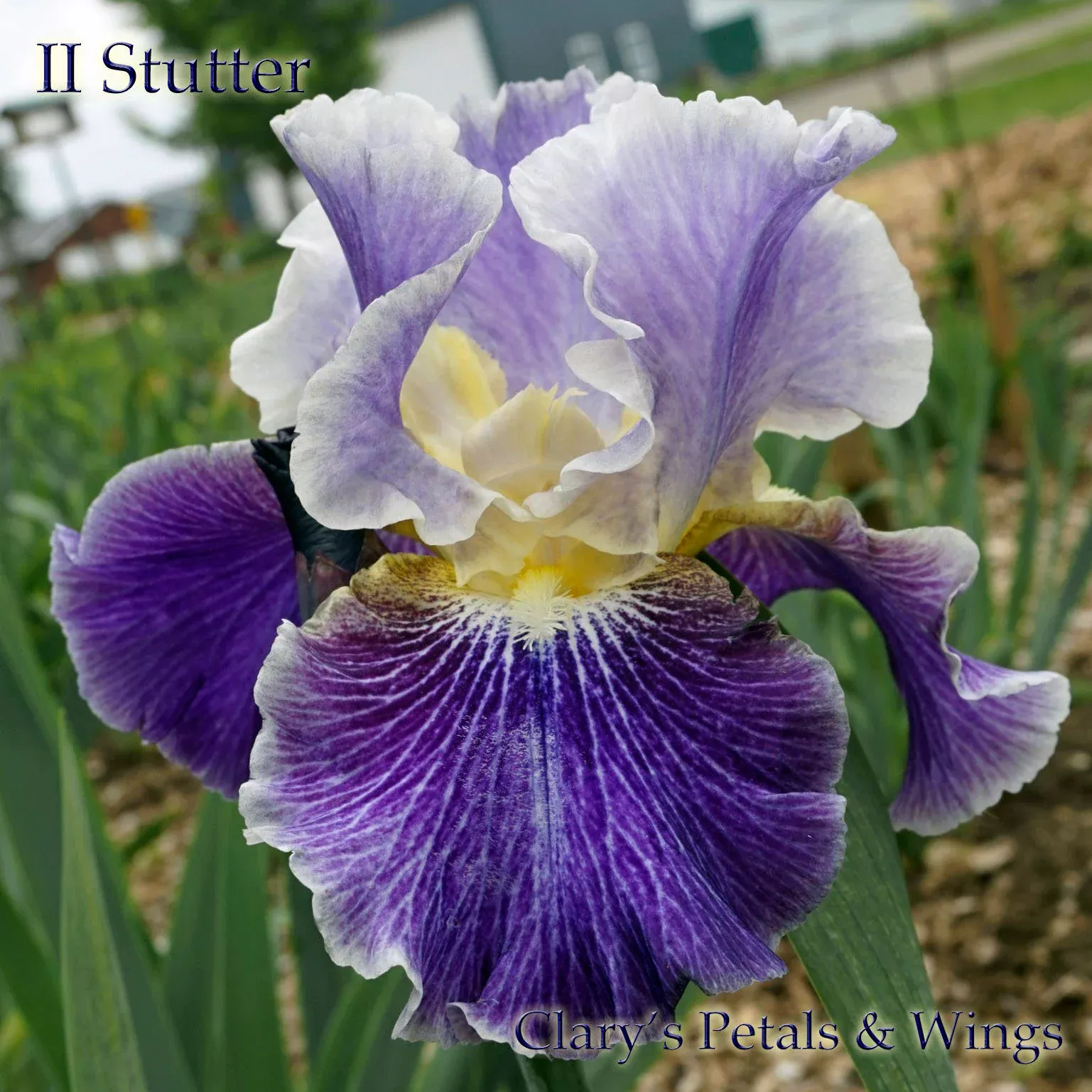 ii-stutter-2012-tb-reblooming-fragrant II STUTTER-2012 TB-Reblooming & Fragrant