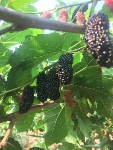 illinois-everbearing-mulberry 'Illinois Everbearing' Mulberry