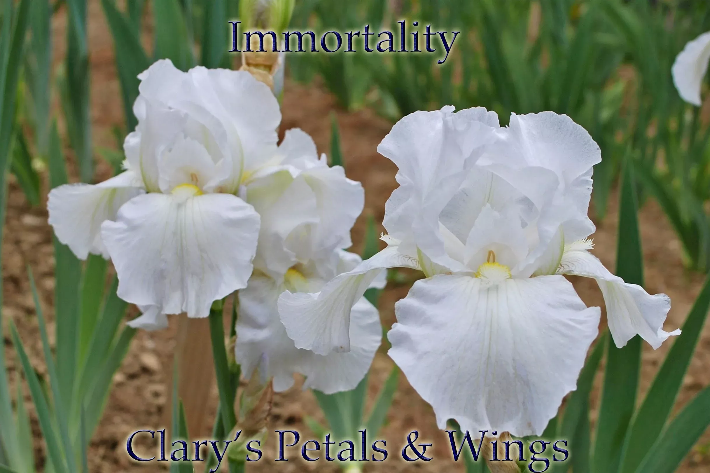 immortality-1982-tb-reblooming-fragrant IMMORTALITY-1982 TB-Reblooming & Fragrant