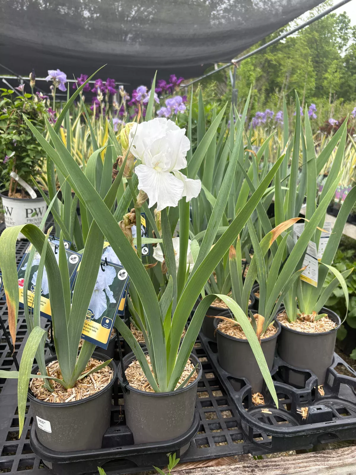 Immortality Bearded Iris