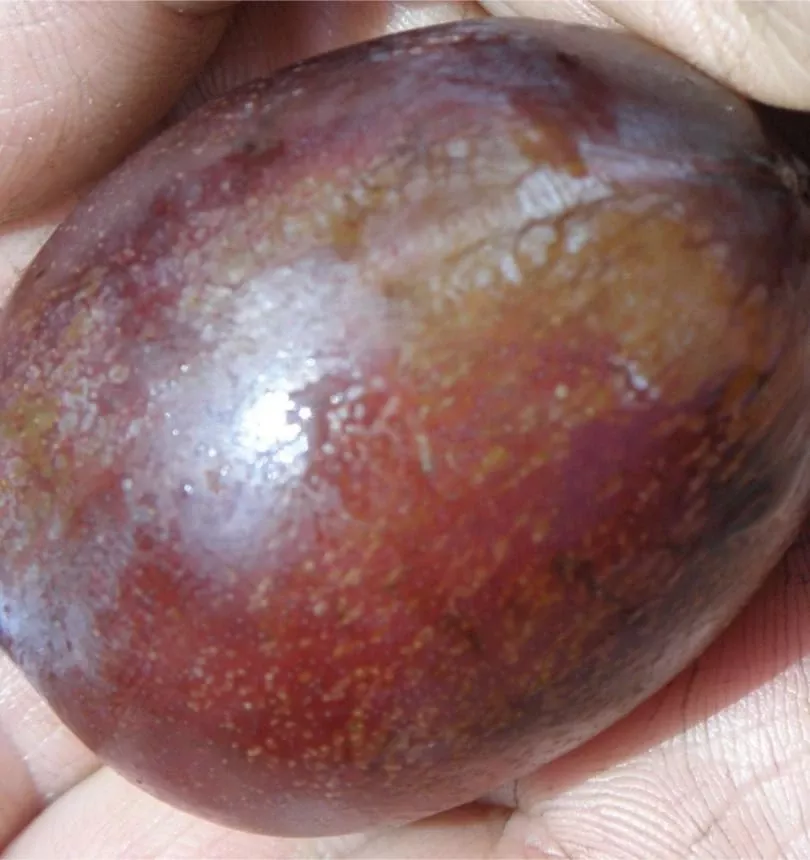 imperial-epineuse-european-plum Imperial Epineuse European Plum