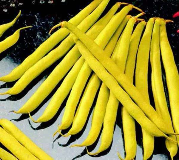 improved-golden-wax-or-topnotch-bean-seeds Improved Golden Wax (or Topnotch) Bean Seeds