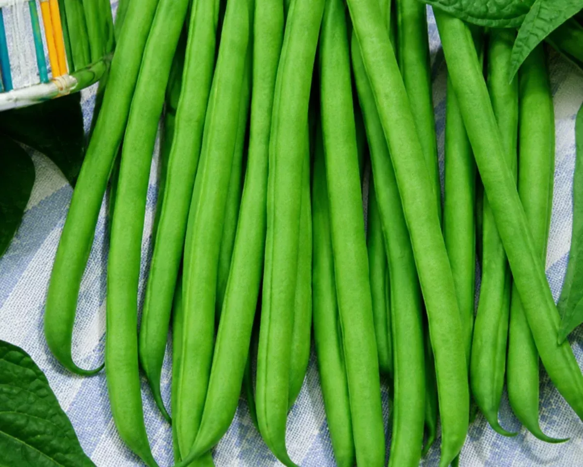 improved-tendergreen-bush-bean-seeds Improved Tendergreen Bush Bean Seeds