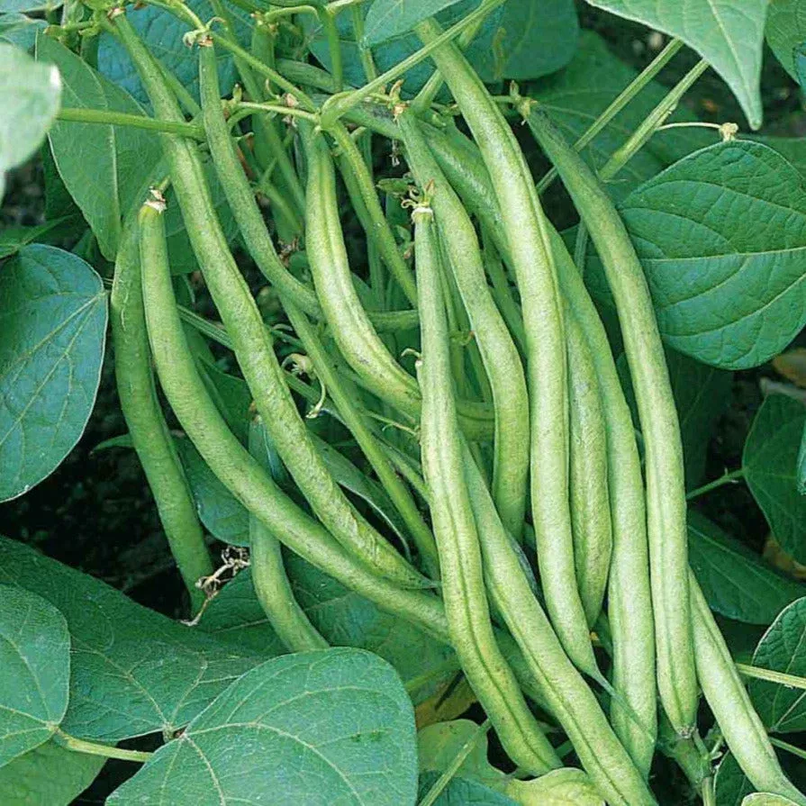 Improved Tendergreen Green Bean