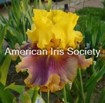 in-living-color In Living Color