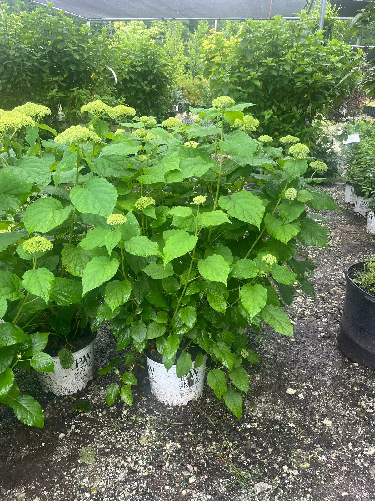 Incrediball Hydrangea