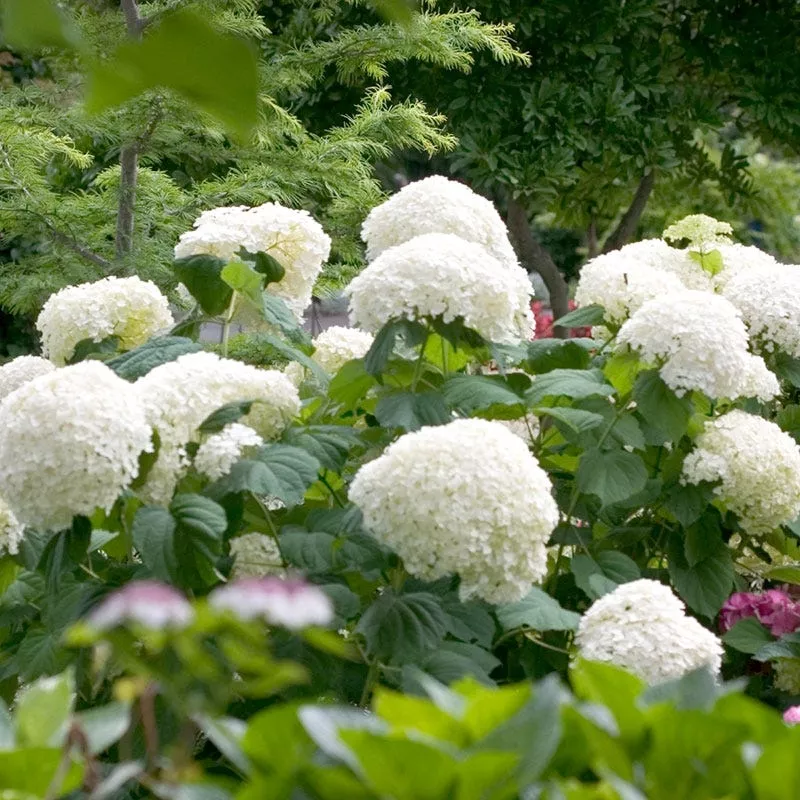 incrediball-snowball-hydrangea Incrediball Snowball Hydrangea
