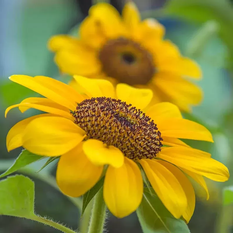 Incredible Dwarf Sunflower Seeds