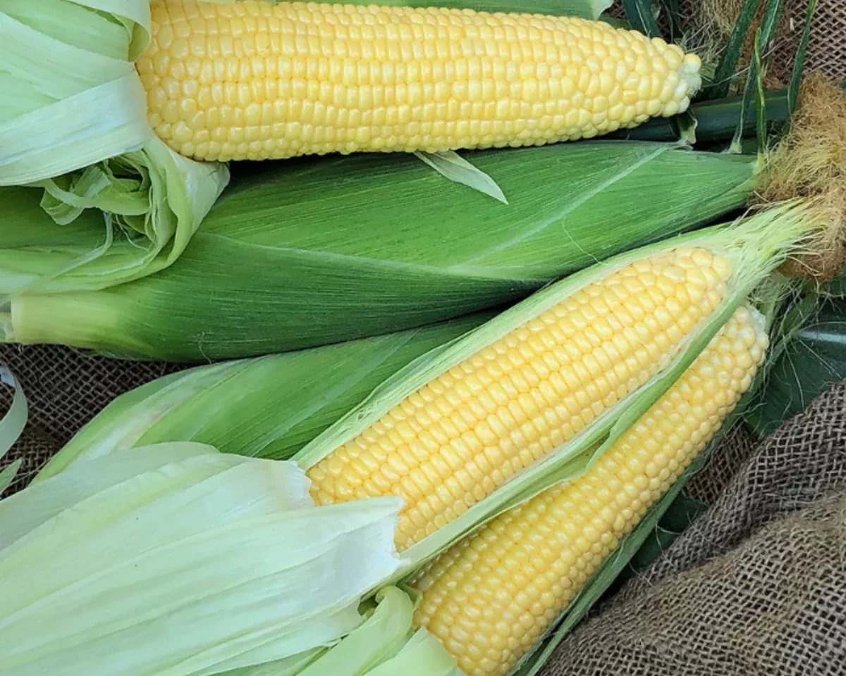 incredible-rm-yellow-se-corn-seeds Incredible RM (yellow se+) Corn Seeds