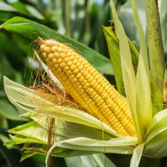 incredible-sweet-corn Incredible Sweet Corn