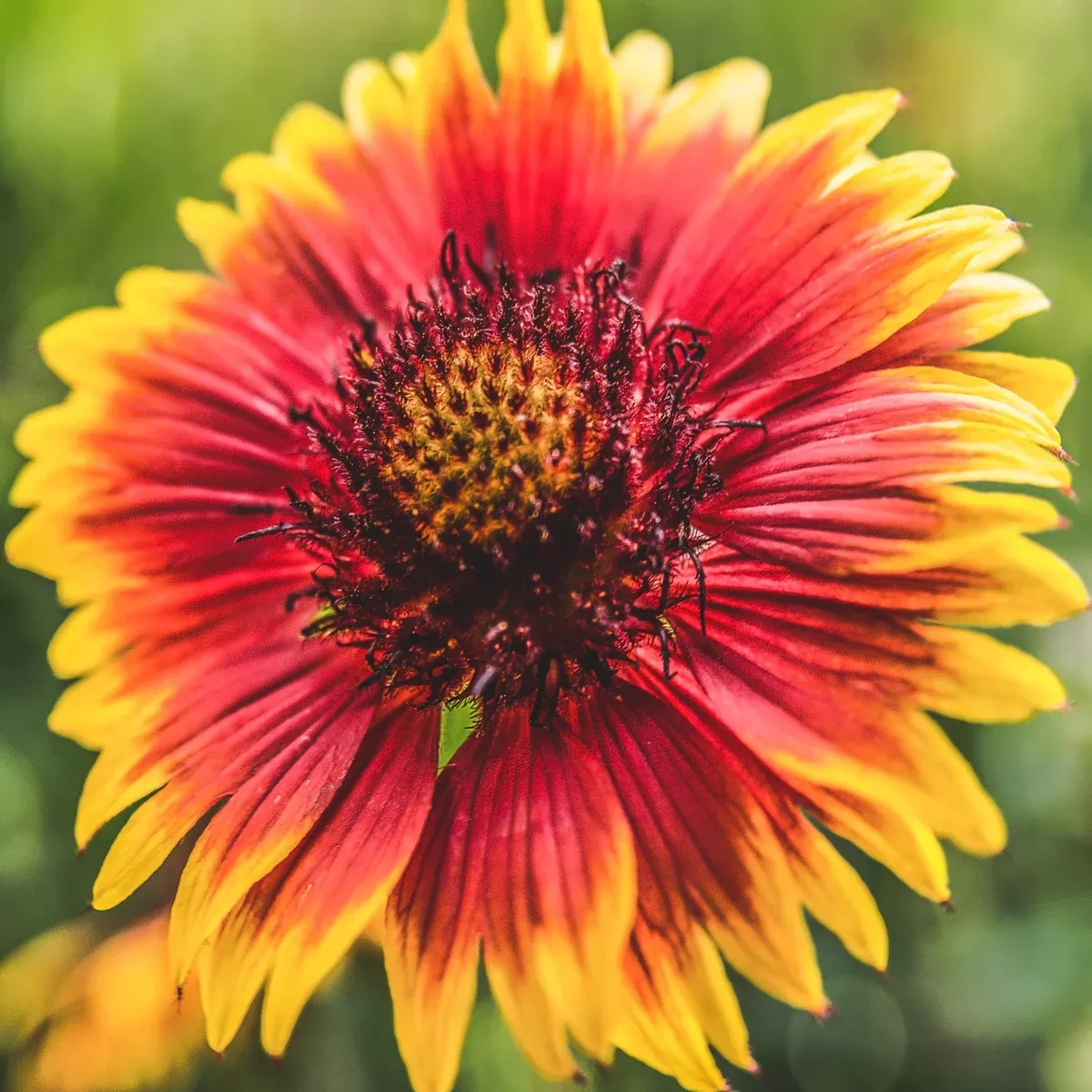 indian-blanket-flower Indian Blanket Flower