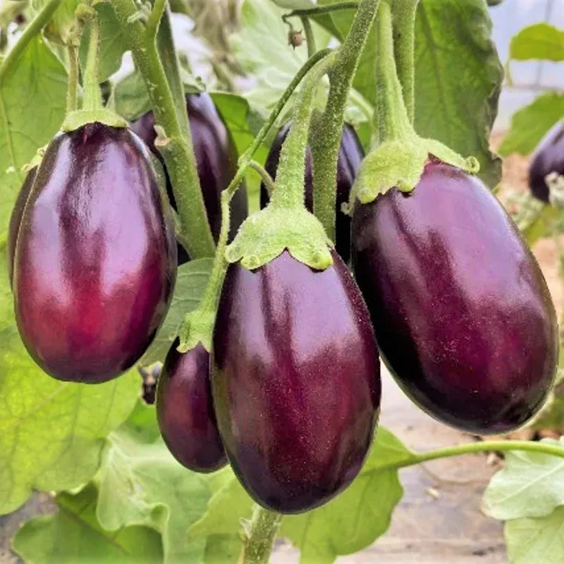 indian-eggplant Indian Eggplant