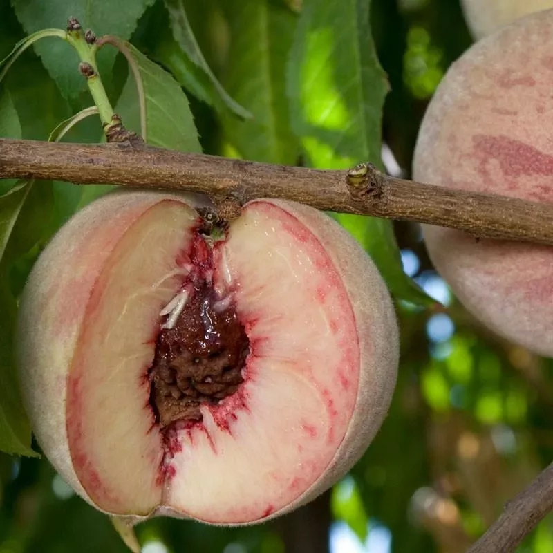 indian-free-peach Indian Free Peach