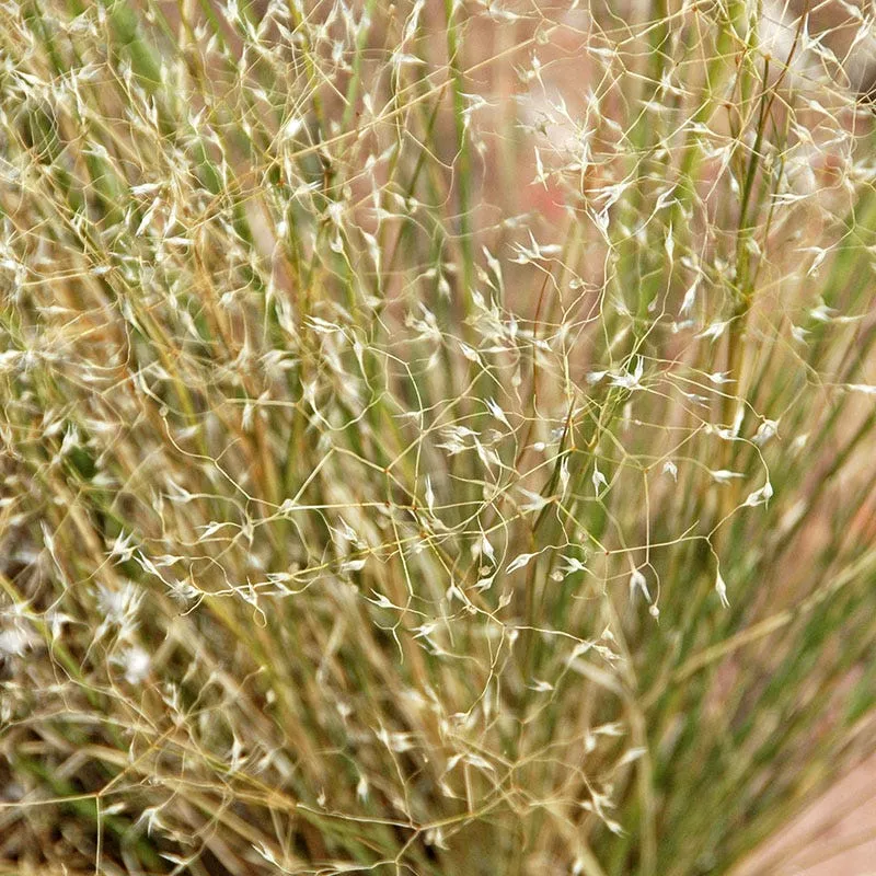 Indian Ricegrass Seeds