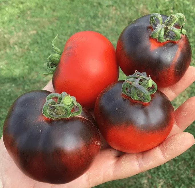 indigo-apple-tomato Indigo Apple Tomato