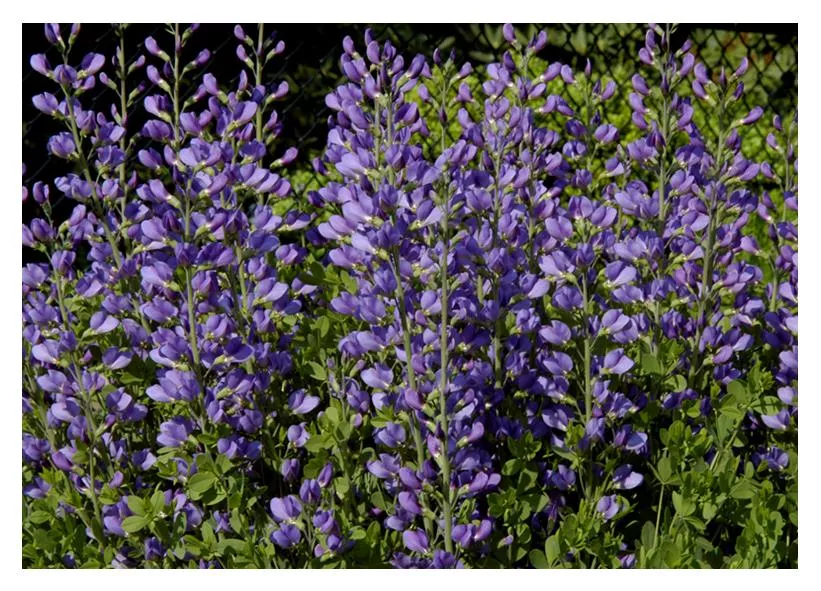 indigo-blue-false-2-gal-vn Indigo:Blue False - 2 Gal (VN)