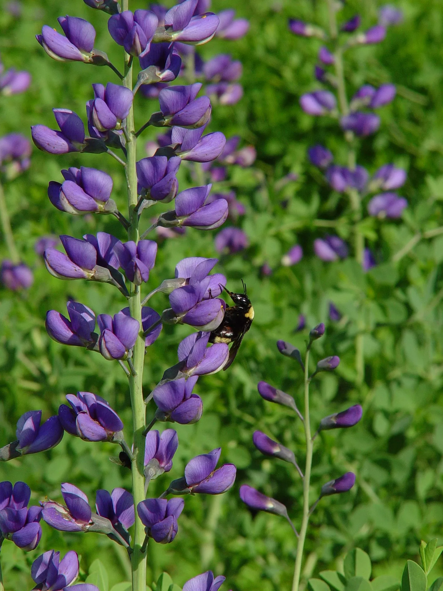 indigo-blue Indigo, Blue