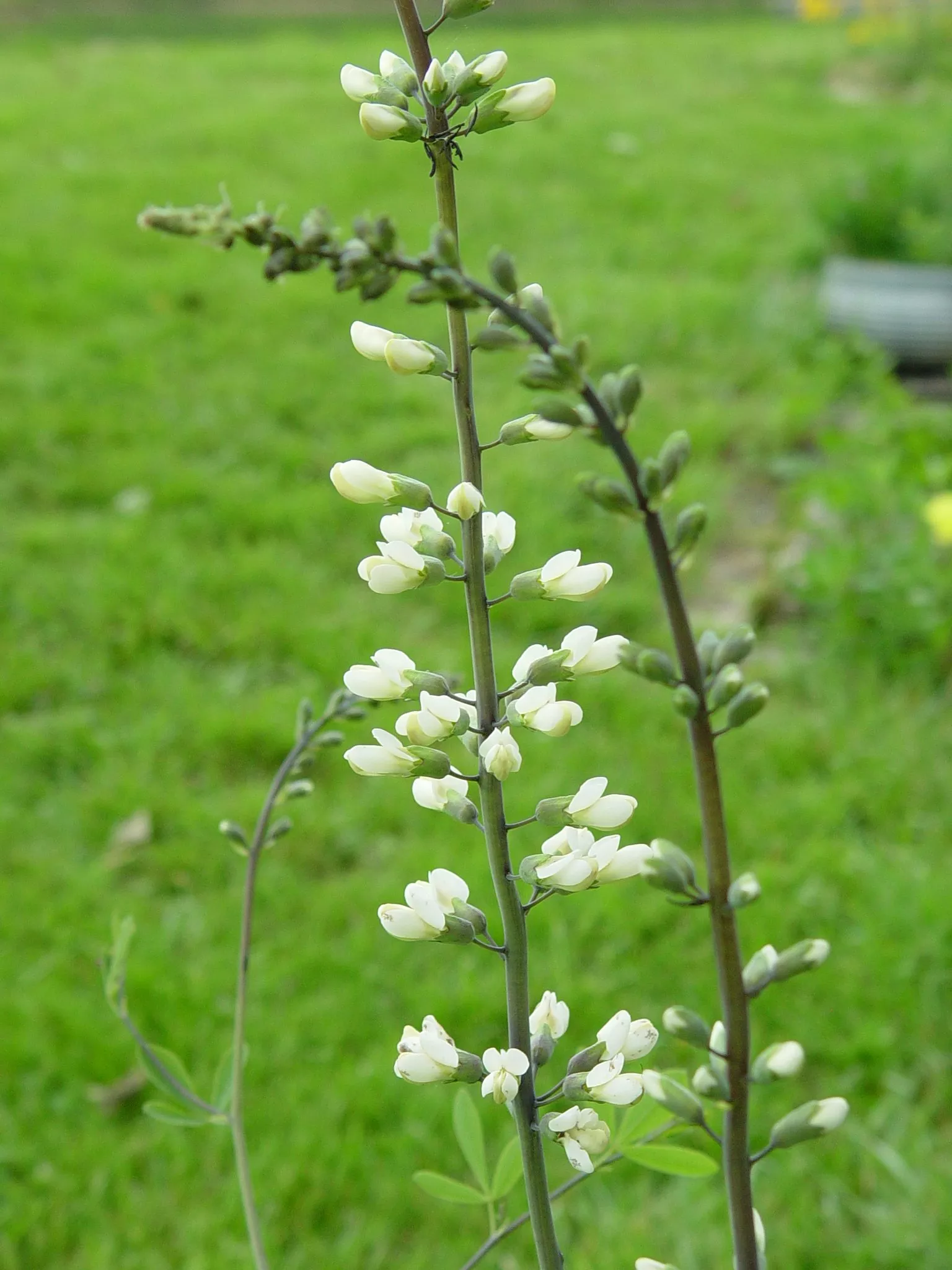 indigo-white Indigo, White