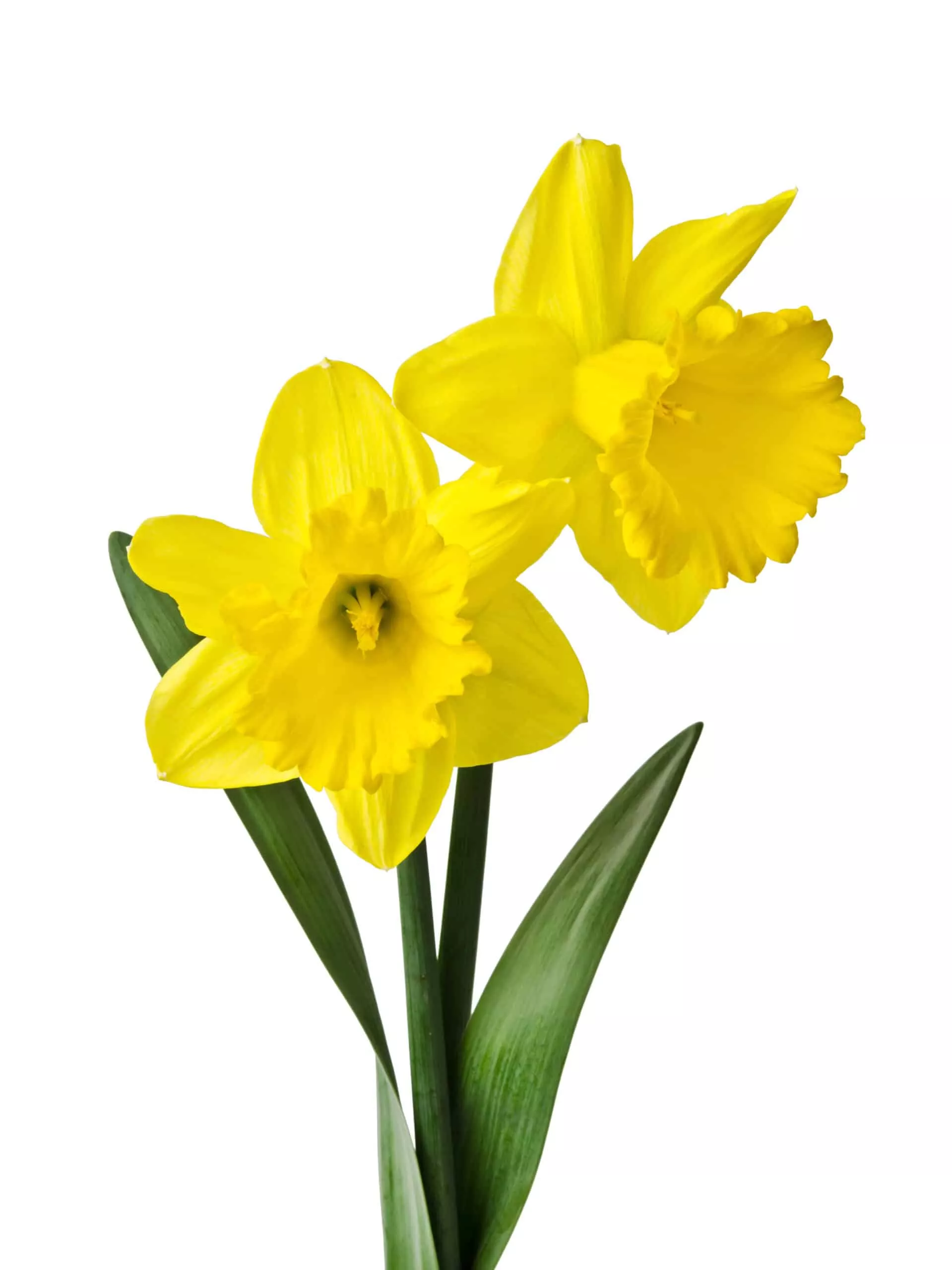 indoor-pre-chilled-spring-empressdaffodil-bulbs-forcing-indoors-grow-in-water-or Indoor Pre-Chilled Spring EmpressDaffodil Bulbs for Forcing Indoors – Grow in Water or Dirt Indoors – Prechilled Indoor Bulbs – Bright Blooms During Cold Winter (5 Bulbs)