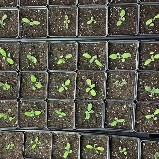 Indoor Seed Starting Workshop Winter 2026