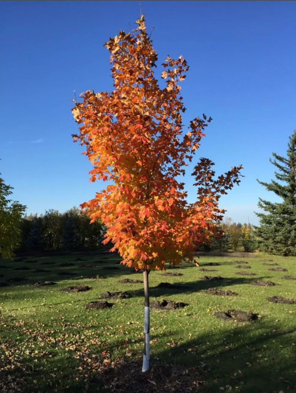 inferno-sugar-maple Inferno Sugar Maple
