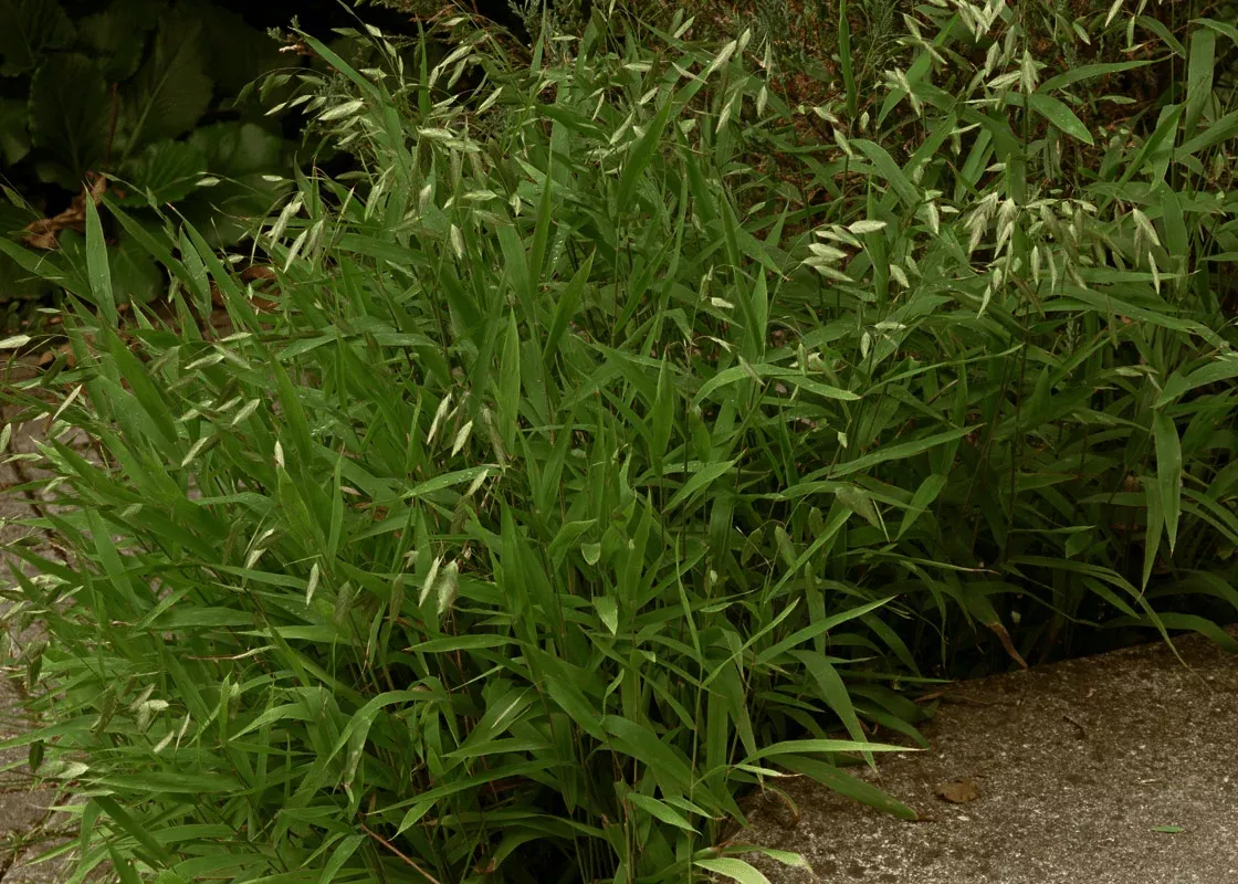 Inland Sea Oats