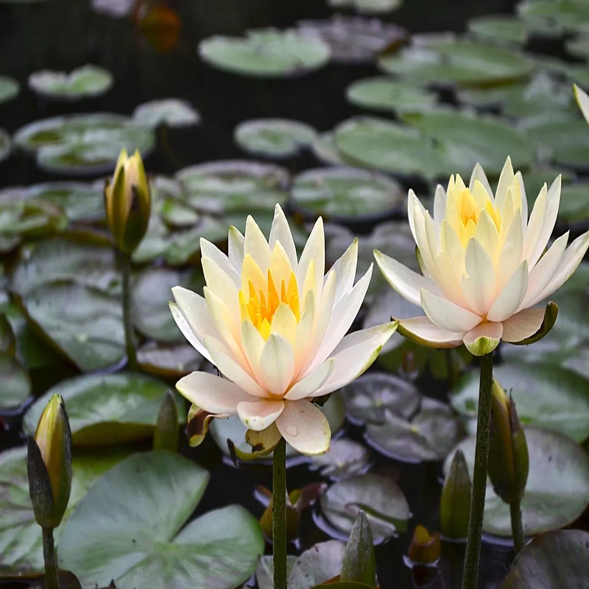 inner-light-water-lily-pond-plants-lw12-large-kit Inner Light Water Lily – Pond Plants – LW12 – Large Kit