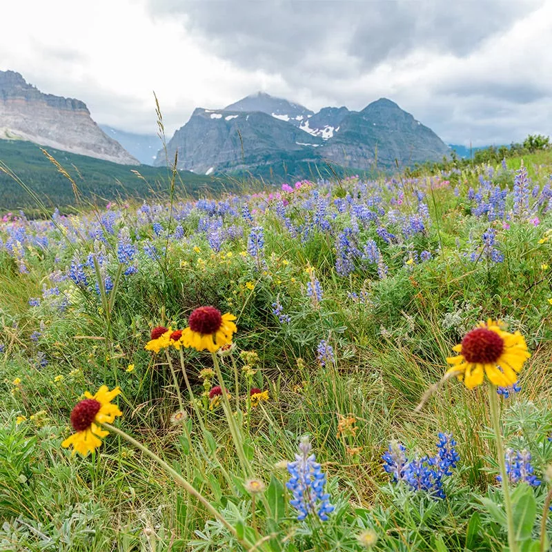 intermountain-native-wildflower-seed-mix Intermountain Native Wildflower Seed Mix