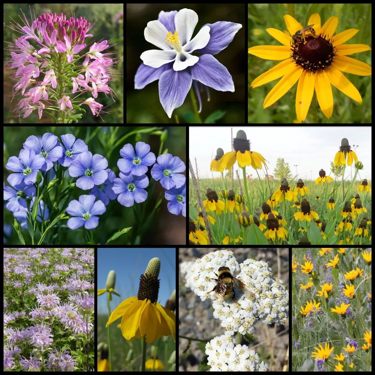 intermountain-west-native-pollinator-wildflower-mixture Intermountain West Native Pollinator Wildflower Mixture