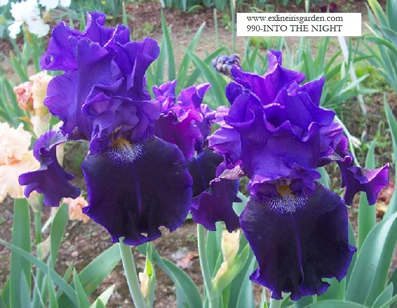Into The Night