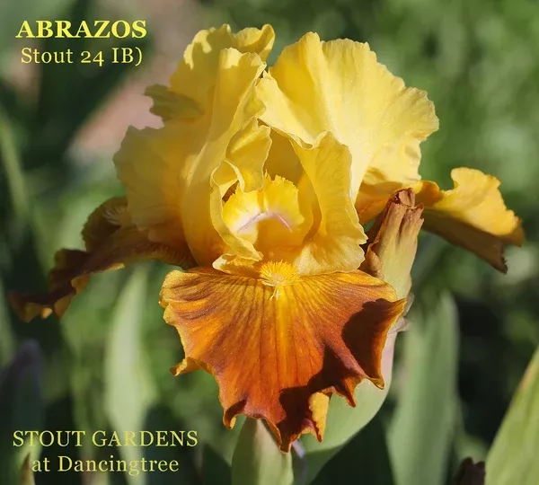 iris-abrazos Iris Abrazos