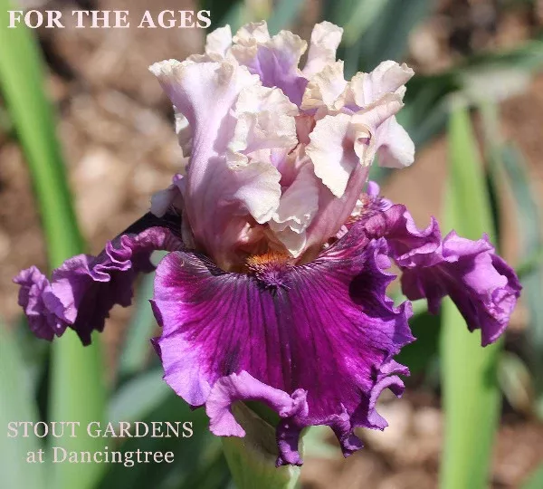 iris-ages Iris For The Ages