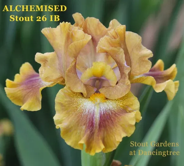 iris-alchemised Iris Alchemised