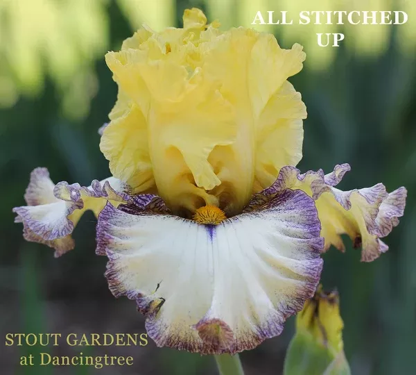 iris-all-stitched-up Iris All Stitched Up