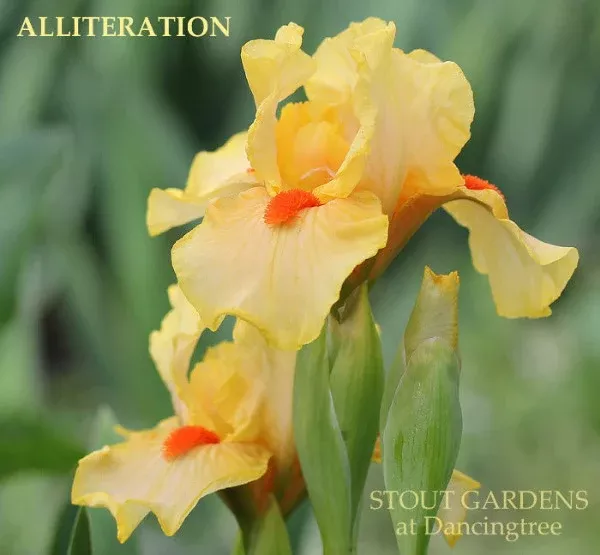 iris-alliteration Iris Alliteration