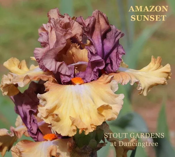 iris-amazon-sunset Iris Amazon Sunset