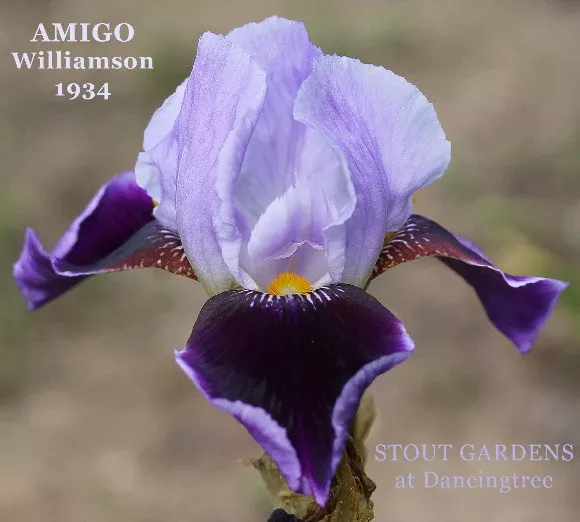 iris-amigo Iris Amigo