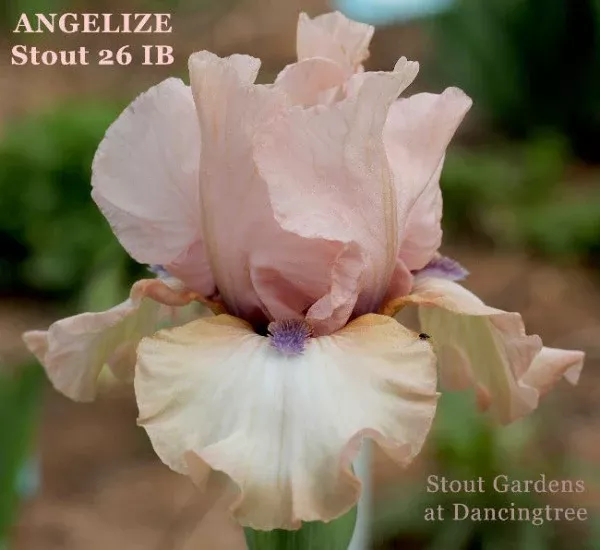 iris-angelize Iris Angelize
