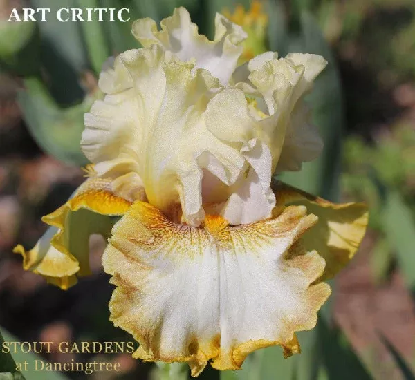 iris-art-critic Iris Art Critic