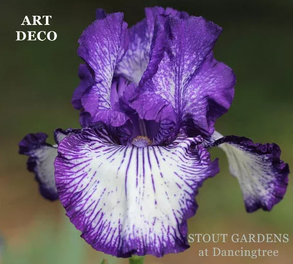iris-art-deco Iris Art Deco