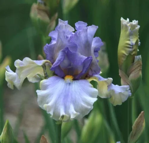 iris-artifacto Iris Artifacto